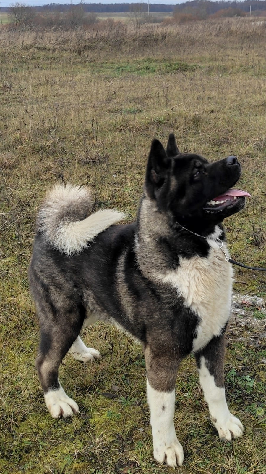 МЭР * Alter Real Merkurу  американская акита рубилайт rubylight акита вязка щенки