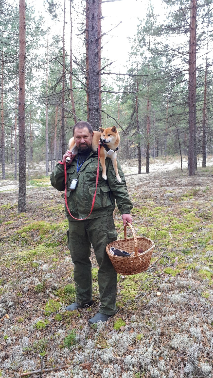 RUBYLIGHT DOLL * Долька (Отец: Хиро * HANDZIMEMESITE HIRO , Мать: Дэва * ZOLOTO PARTII DEVANA GODDESS OF HUNT) сиба