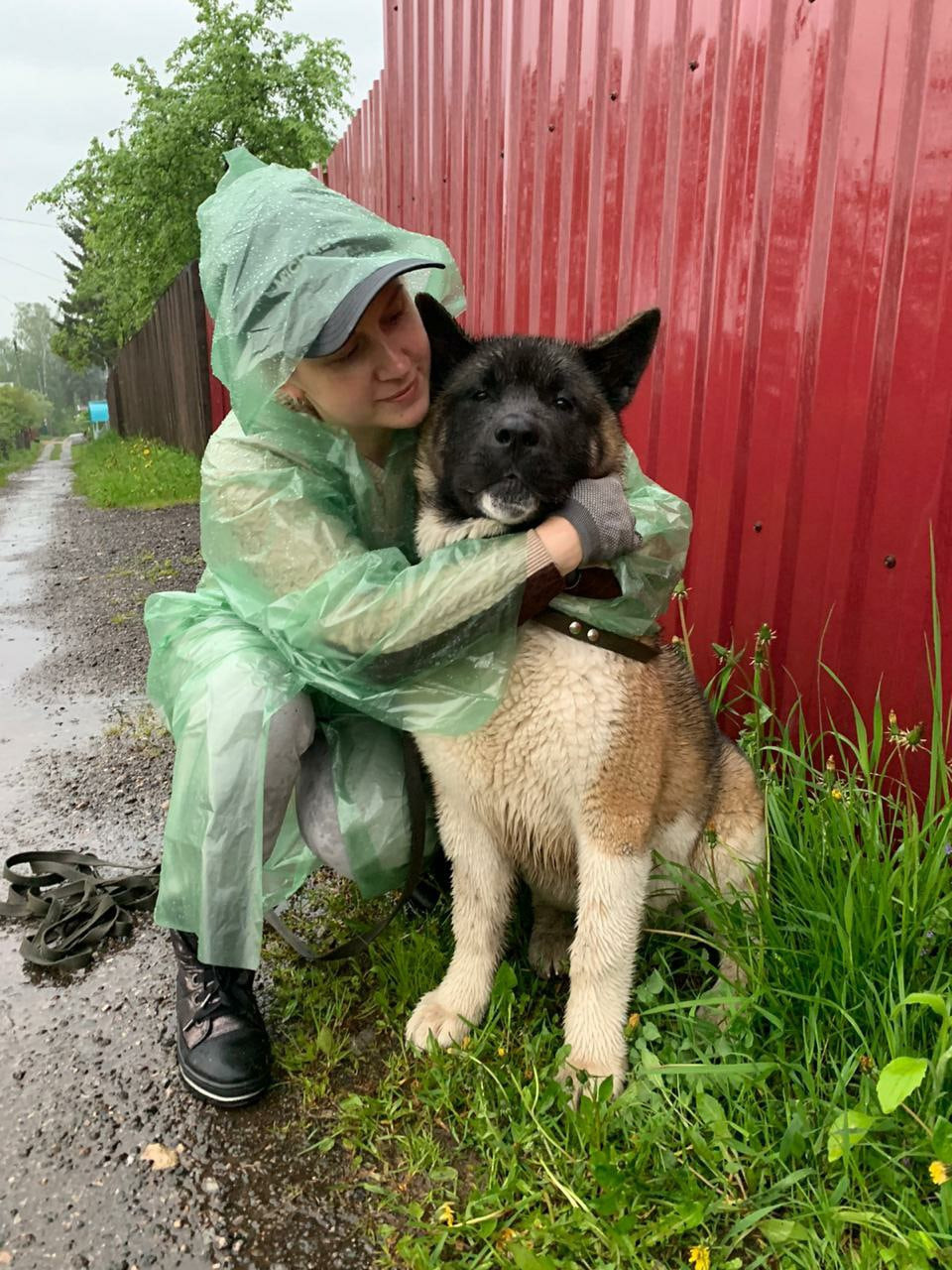 Американская акита питомник RUBYLIGHT. Американская акита I Сиба ину I Питомник RUBYLIGHT