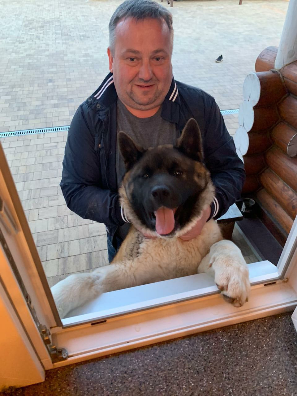 Американская акита питомник RUBYLIGHT. Американская акита I Сиба ину I Питомник RUBYLIGHT