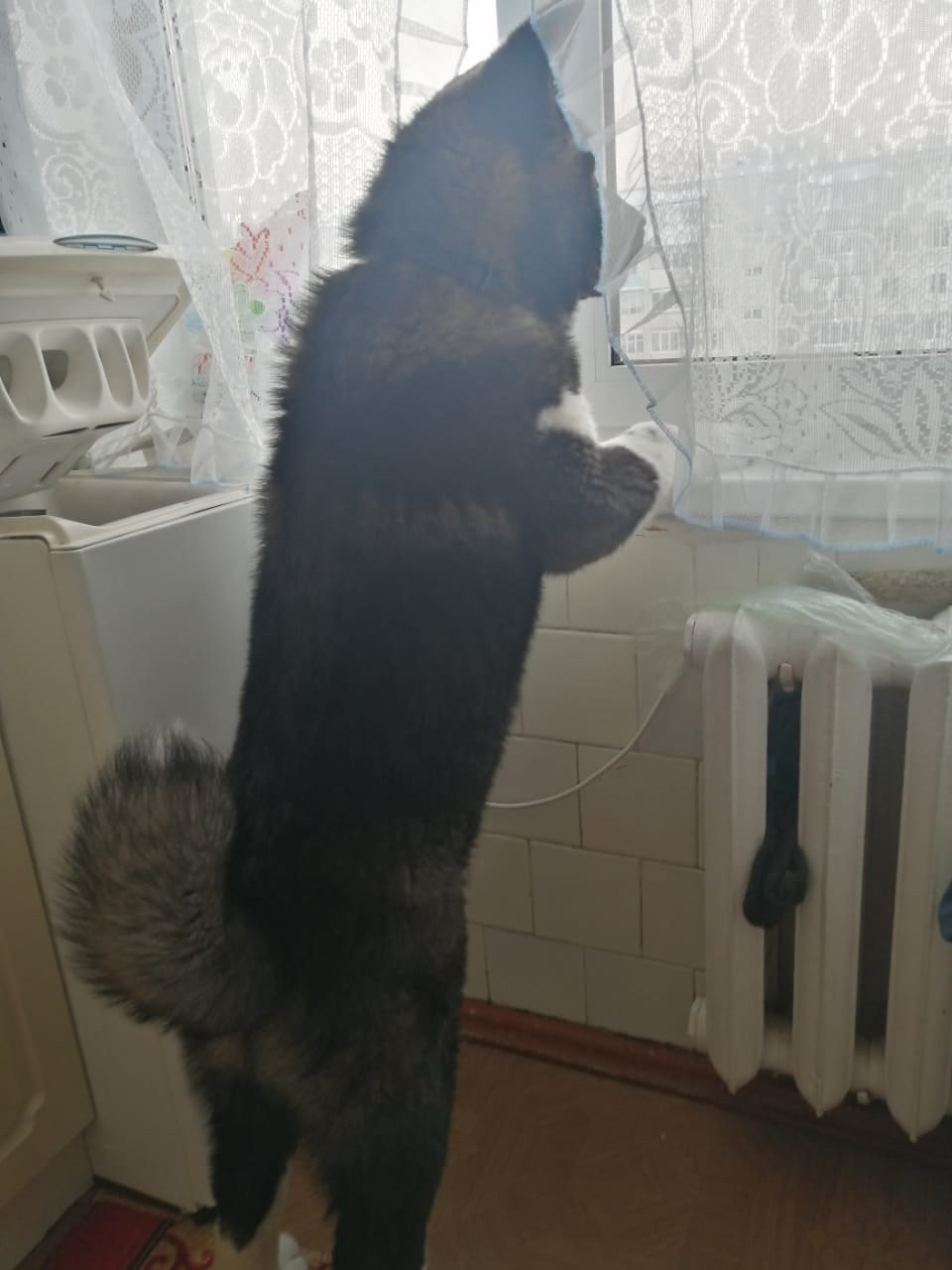 Rubylight Grom Американская акита питомник Рубилайт