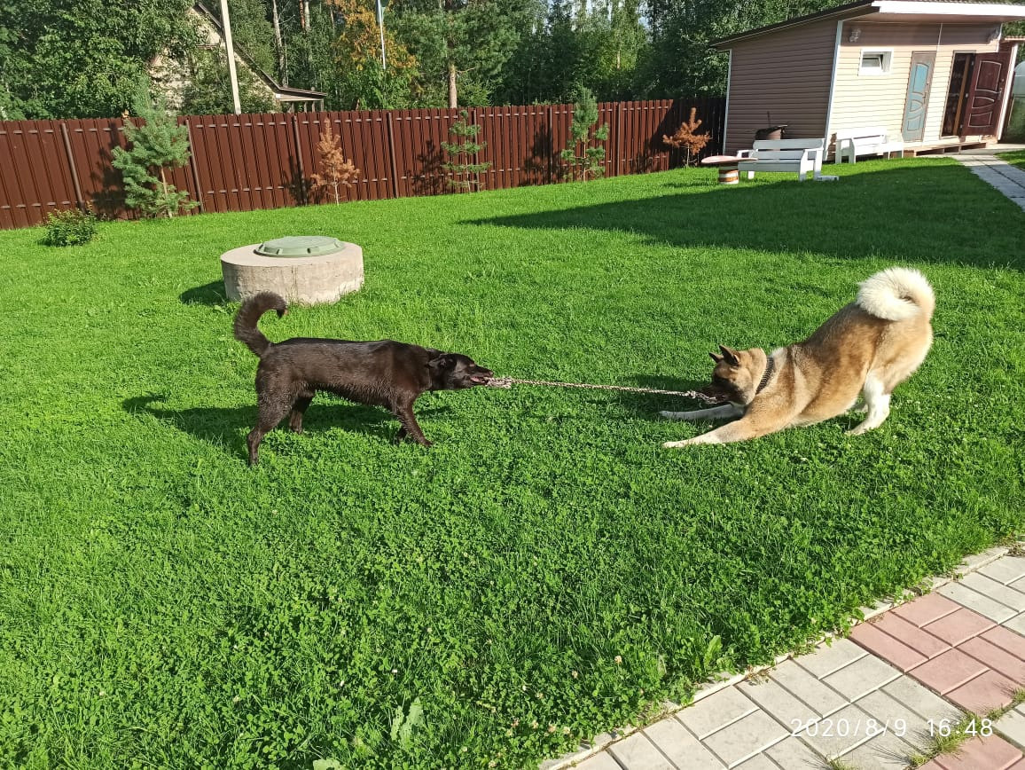 RUBYLIGHT BISHAMON * Тиль. AMERICAN AKITA RUBYLIGHT KENNEL I SHIBA-INU