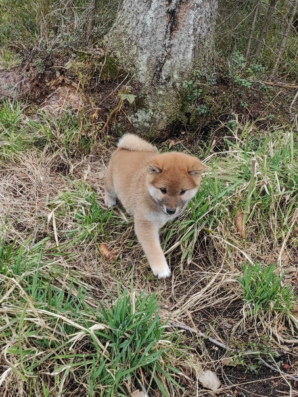 RUBYLIGHT Joker. AMERICAN AKITA RUBYLIGHT KENNEL I SHIBA-INU