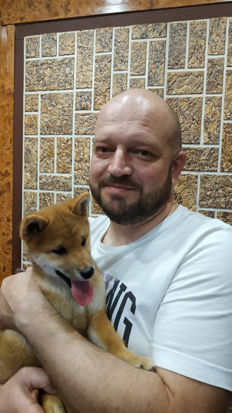 Сиба питомник RUBYLIGHT. Американская акита I Сиба ину I Питомник RUBYLIGHT