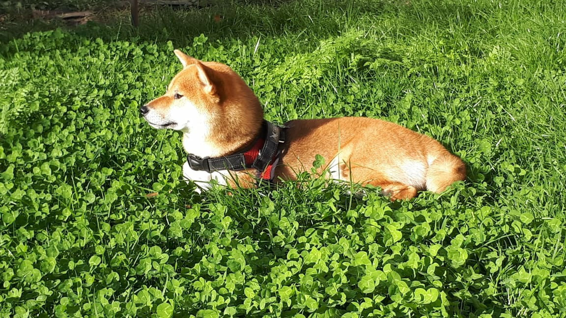 RUBYLIGHT DOLL * Долька (Отец: Хиро * HANDZIMEMESITE HIRO , Мать: Дэва * ZOLOTO PARTII DEVANA GODDESS OF HUNT) сиба