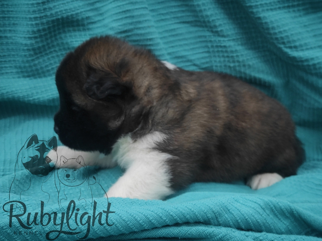 RUBYLIGHT Melissa, Дата рождения 03.10.2021Мама DANCING QUEEN Папа NATIVEBEAR LEGION MAN , щенки Американская Акита RUBYLIGHT питомник Санкт-Петербург