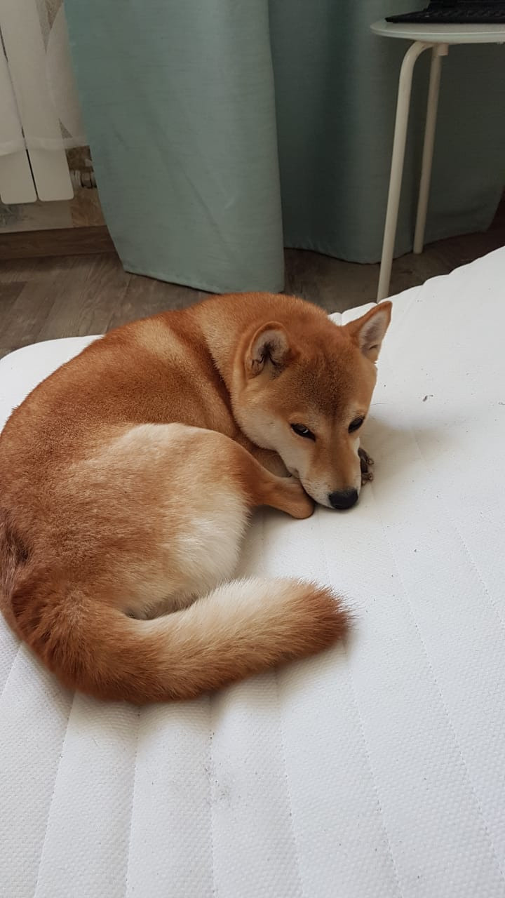 Ясная * IMPERIYA ELENSVETA ASTA LA VISTA, Санкт-Петербург, RUBYLIGHT kennel