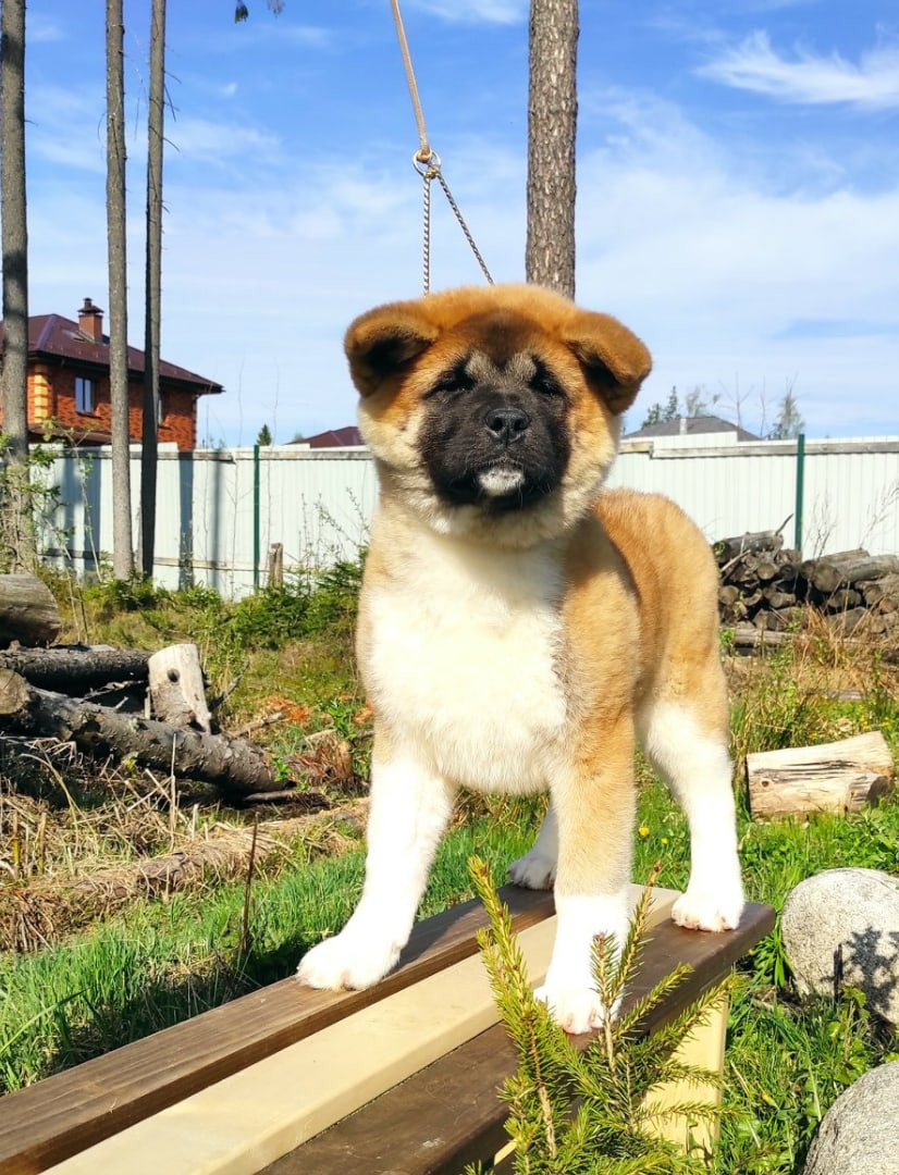 RUBYLIGHT HLOYA. AMERICAN AKITA RUBYLIGHT KENNEL I SHIBA-INU