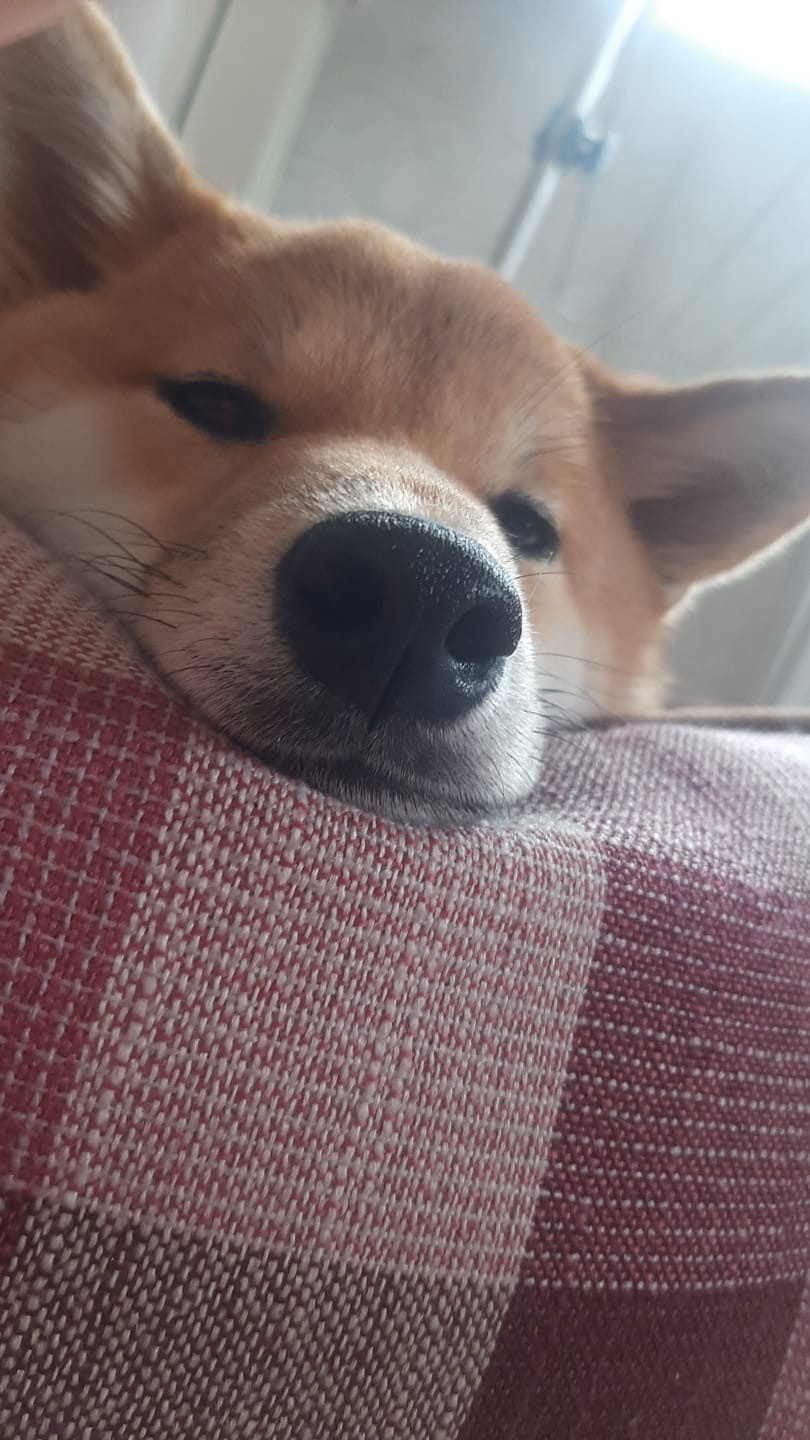 RUBYLIGHT IRIS. AMERICAN AKITA RUBYLIGHT KENNEL I SHIBA-INU