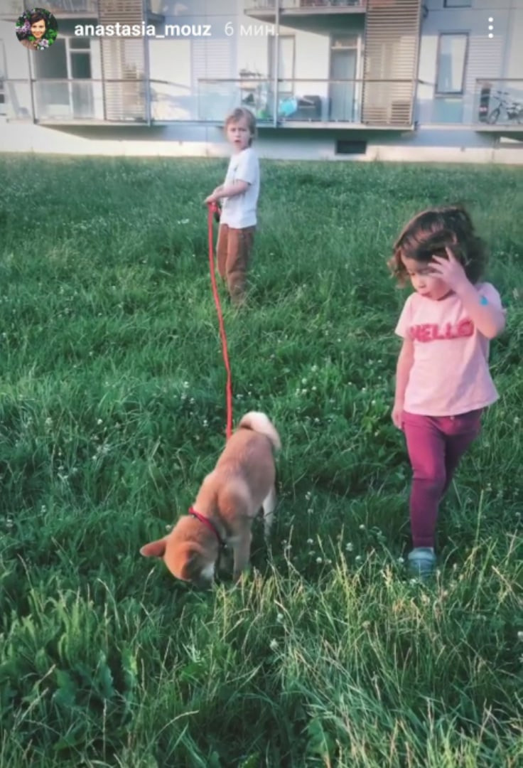 RUBYLIGHT Judy. AMERICAN AKITA RUBYLIGHT KENNEL I SHIBA-INU