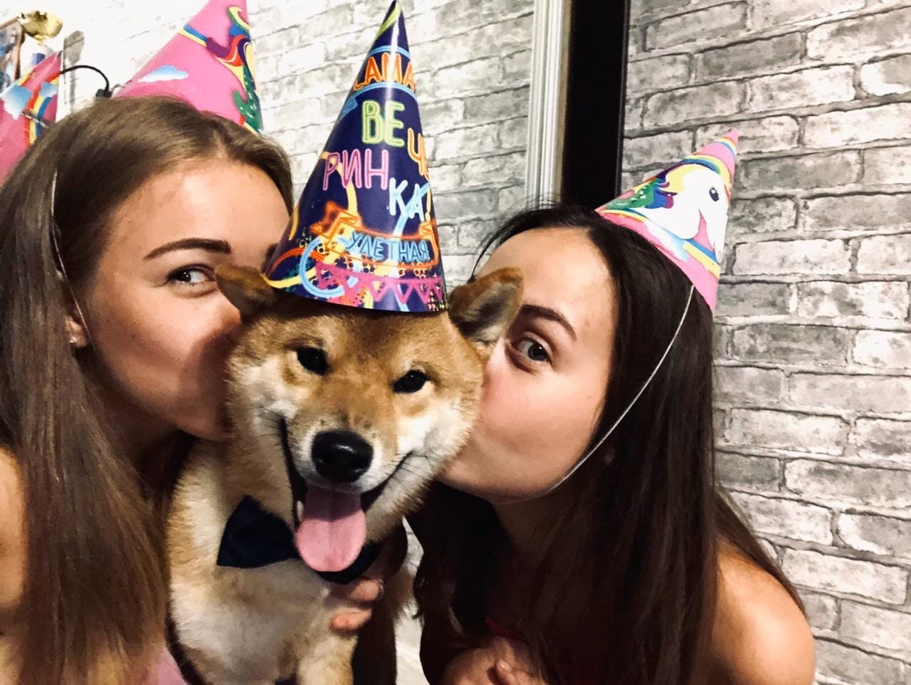 RUBYLIGHT DIN WINCHESTER. AMERICAN AKITA RUBYLIGHT KENNEL I SHIBA-INU