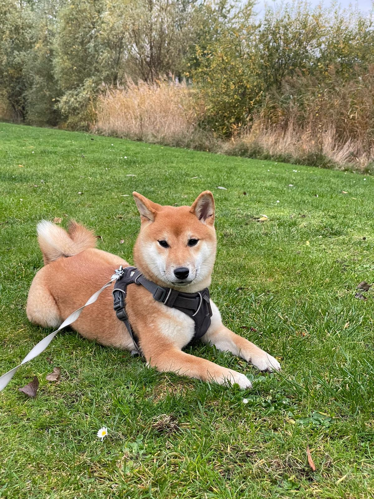 RUBYLIGHT Judy. AMERICAN AKITA RUBYLIGHT KENNEL I SHIBA-INU