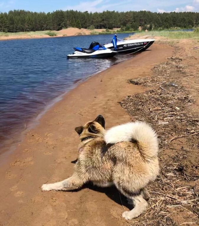 RUBYLIGHT BISHAMON * Тиль. AMERICAN AKITA RUBYLIGHT KENNEL I SHIBA-INU