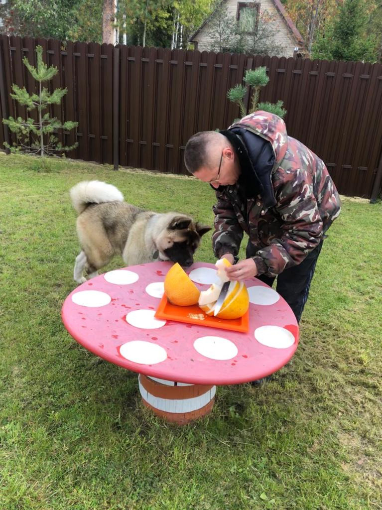 RUBYLIGHT BISHAMON * Тиль. AMERICAN AKITA RUBYLIGHT KENNEL I SHIBA-INU