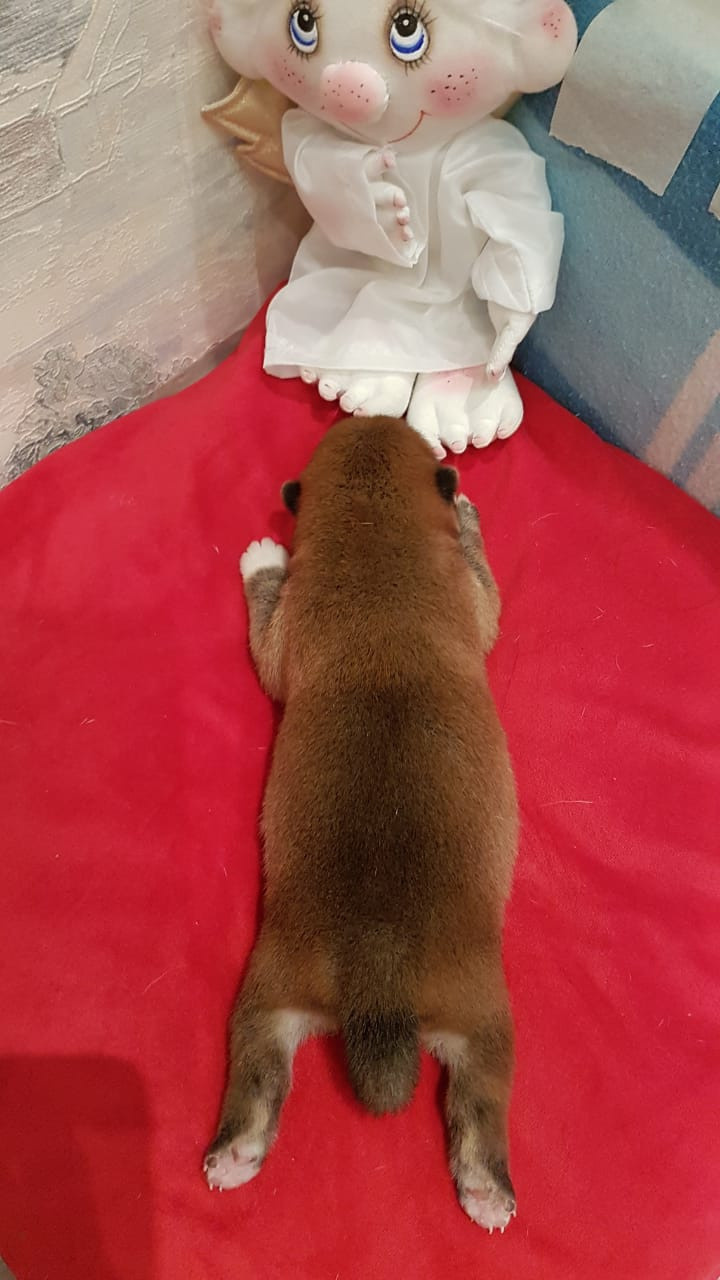 RUBYLIGHT NIKOLE, Отец: SHIOMARU EVER DREAM Мать: TRIUMF SIBIRI AKIKO CHIKAKO, Санкт-Петербург, RUBYLIGHT kennel