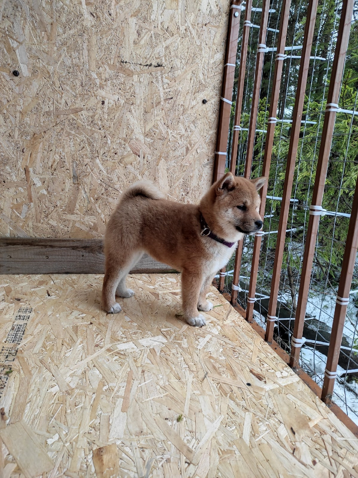 RUBYLIGHT GARMONIA * Гаара. AMERICAN AKITA RUBYLIGHT KENNEL I SHIBA-INU