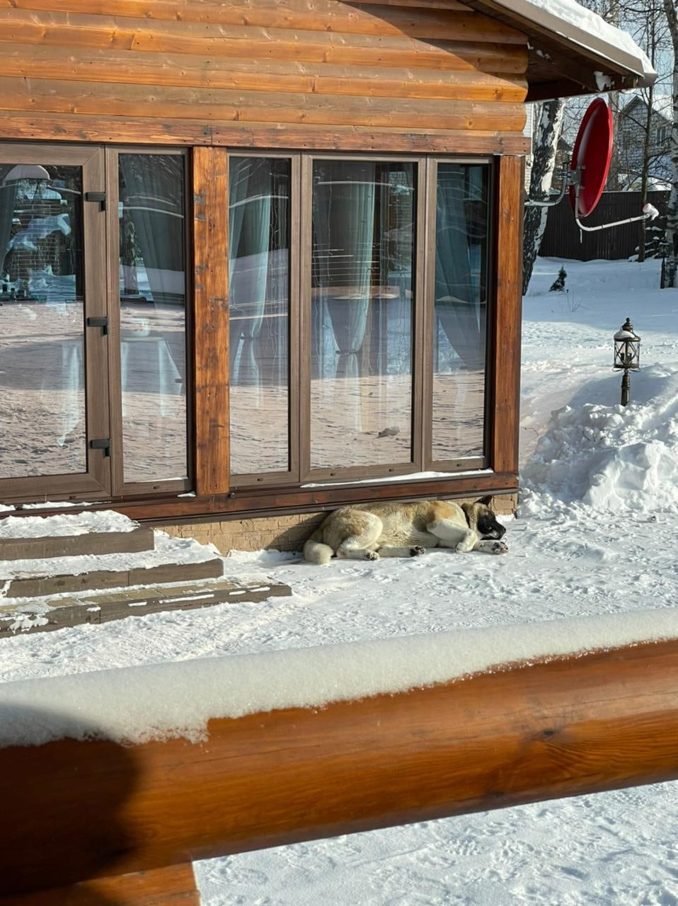 Американская акита питомник RUBYLIGHT. Американская акита I Сиба ину I Питомник RUBYLIGHT