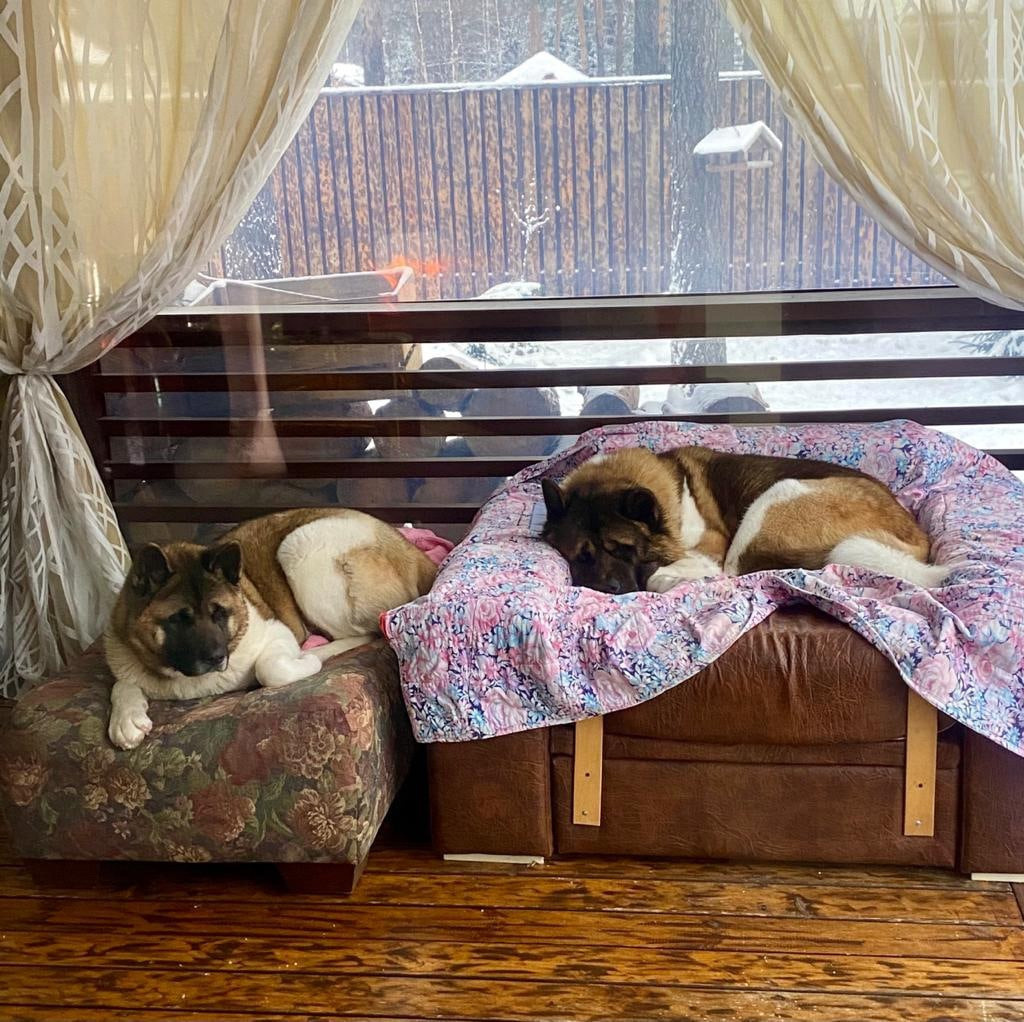 Американская акита питомник RUBYLIGHT. Американская акита I Сиба ину I Питомник RUBYLIGHT