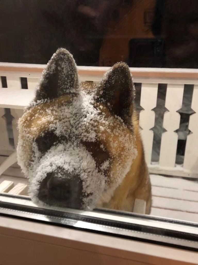 RUBYLIGHT BISHAMON * Тиль. AMERICAN AKITA RUBYLIGHT KENNEL I SHIBA-INU