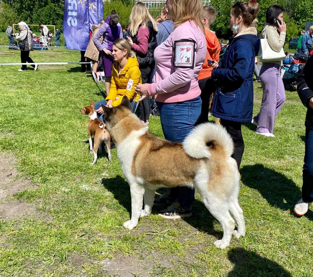 Американская акита питомник RUBYLIGHT. Американская акита I Сиба ину I Питомник RUBYLIGHT