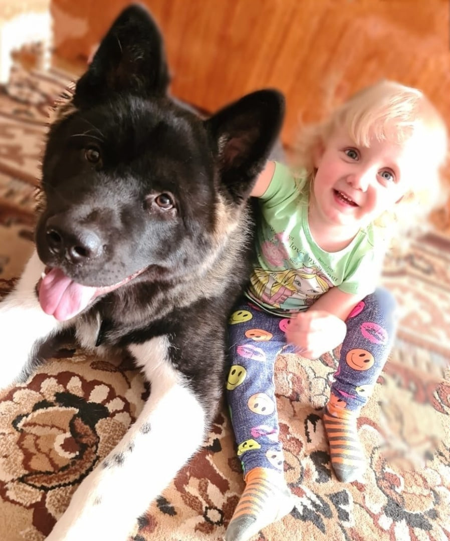 Rubylight Grom Американская акита питомник Рубилайт