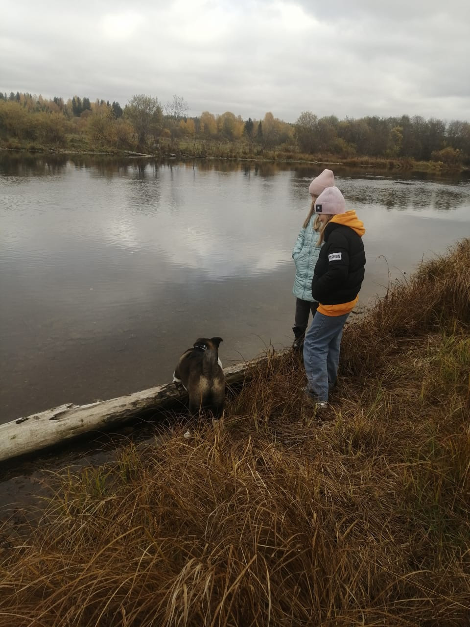 Американская акита питомник RUBYLIGHT. Американская акита I Сиба ину I Питомник RUBYLIGHT