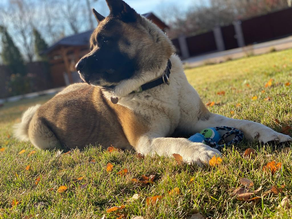 Американская акита питомник RUBYLIGHT. Американская акита I Сиба ину I Питомник RUBYLIGHT