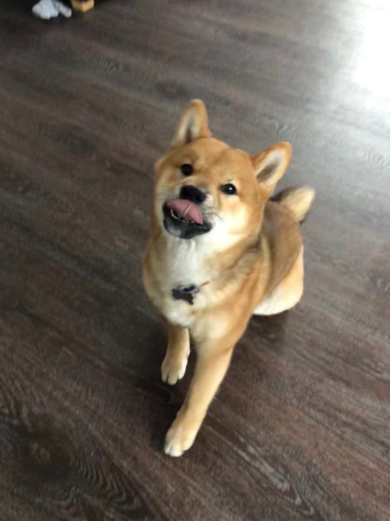 RUBYLIGHT DEXTER. AMERICAN AKITA RUBYLIGHT KENNEL I SHIBA-INU