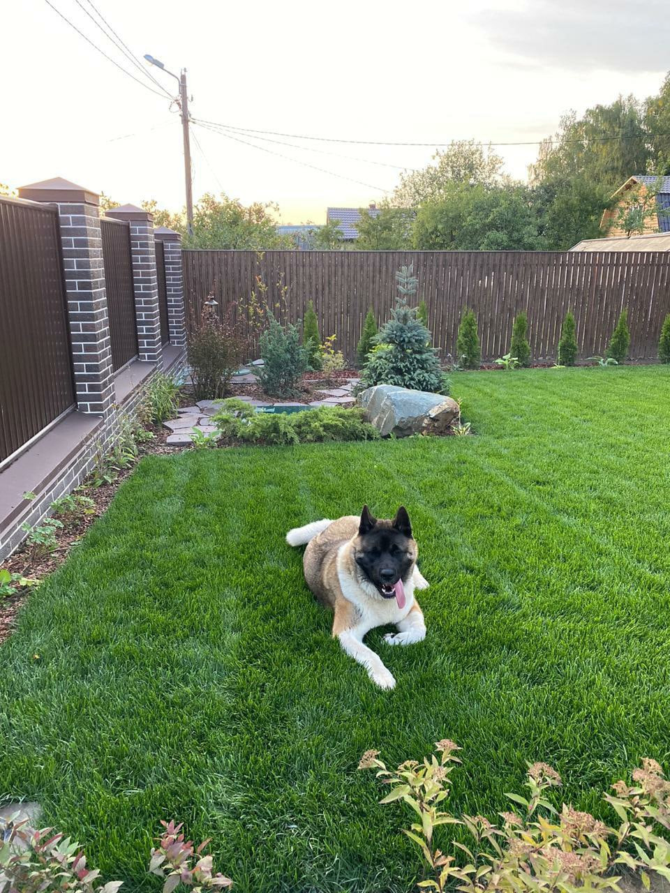 Американская акита питомник RUBYLIGHT. Американская акита I Сиба ину I Питомник RUBYLIGHT