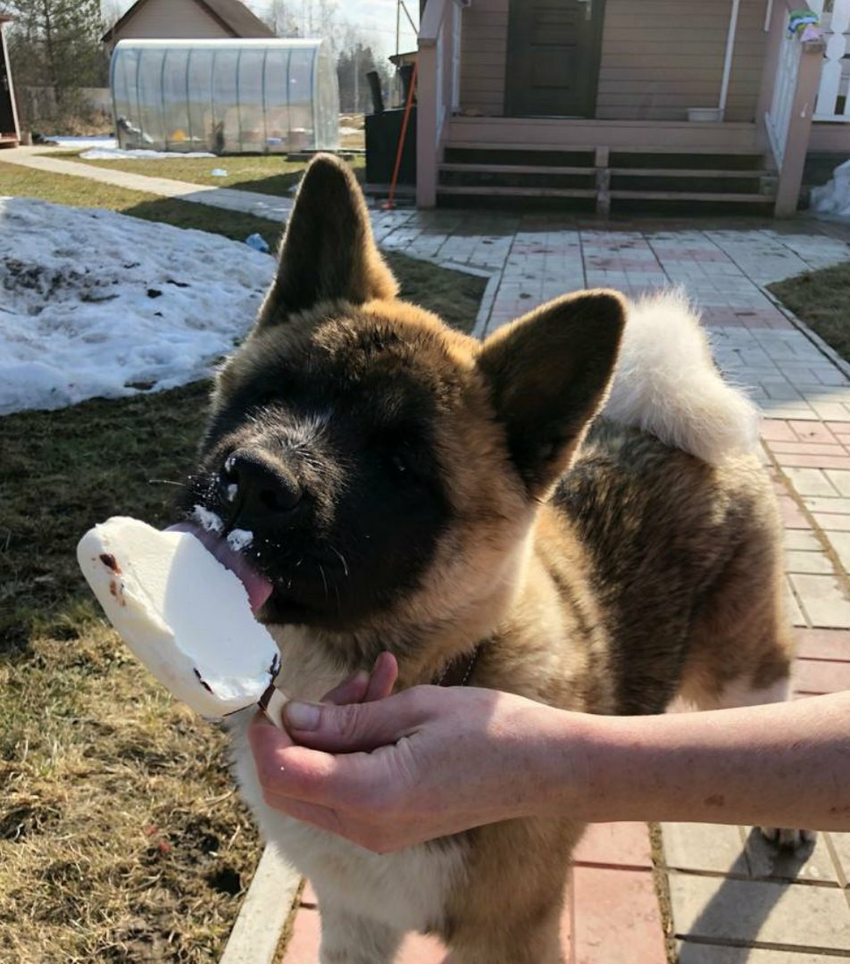 RUBYLIGHT BISHAMON * Тиль. AMERICAN AKITA RUBYLIGHT KENNEL I SHIBA-INU