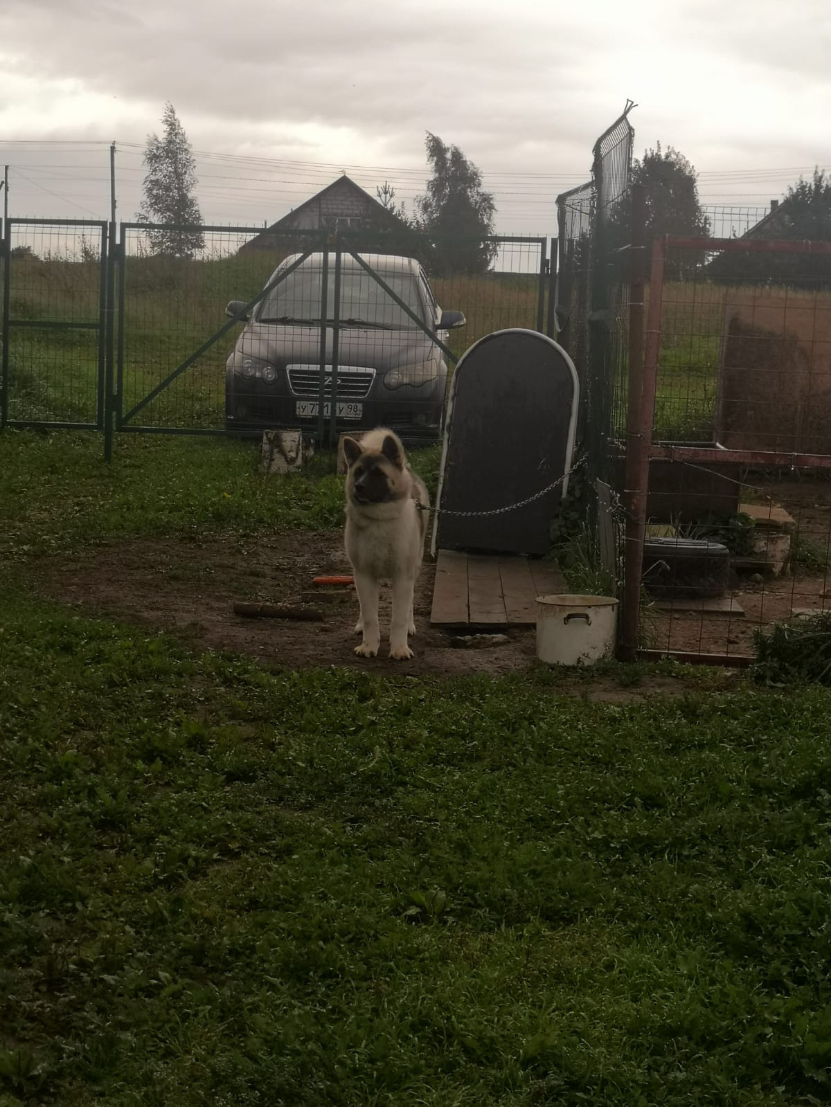 RUBYLIGHT HEL'. AMERICAN AKITA RUBYLIGHT KENNEL I SHIBA-INU