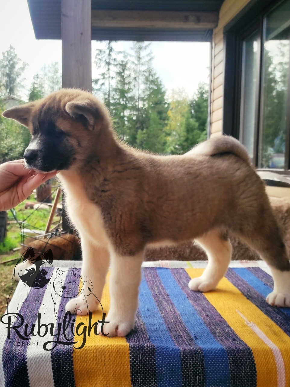 Американская акита питомник RUBYLIGHT. Американская акита I Сиба ину I Питомник RUBYLIGHT