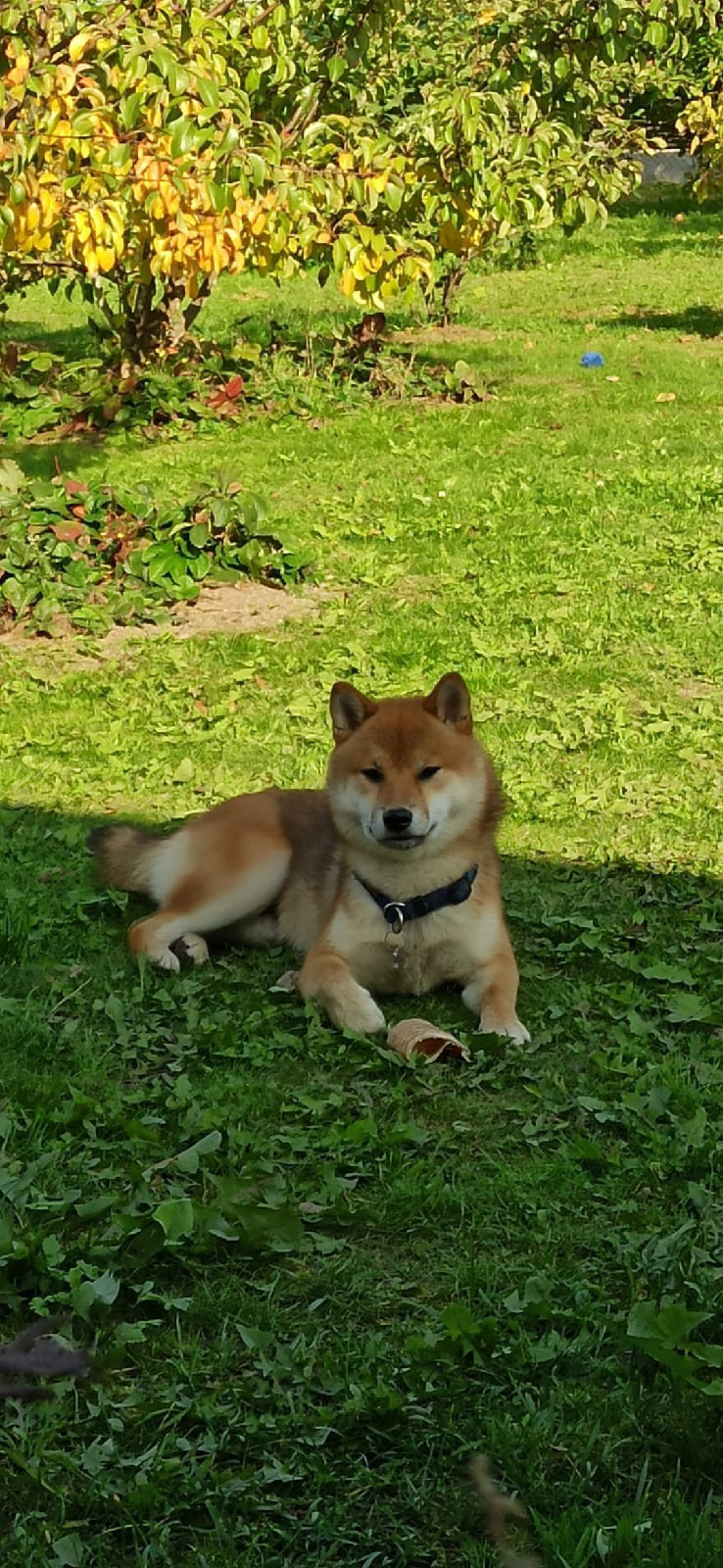 Сиба питомник RUBYLIGHT. Американская акита I Сиба ину I Питомник RUBYLIGHT