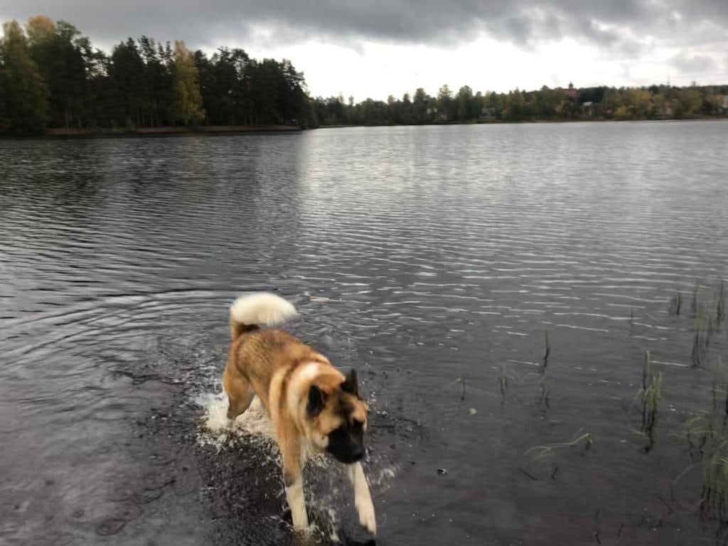 RUBYLIGHT BISHAMON * Тиль. AMERICAN AKITA RUBYLIGHT KENNEL I SHIBA-INU