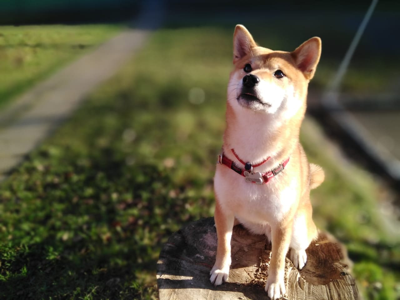 RUBYLIGHT DOLL * Долька (Отец: Хиро * HANDZIMEMESITE HIRO , Мать: Дэва * ZOLOTO PARTII DEVANA GODDESS OF HUNT) сиба