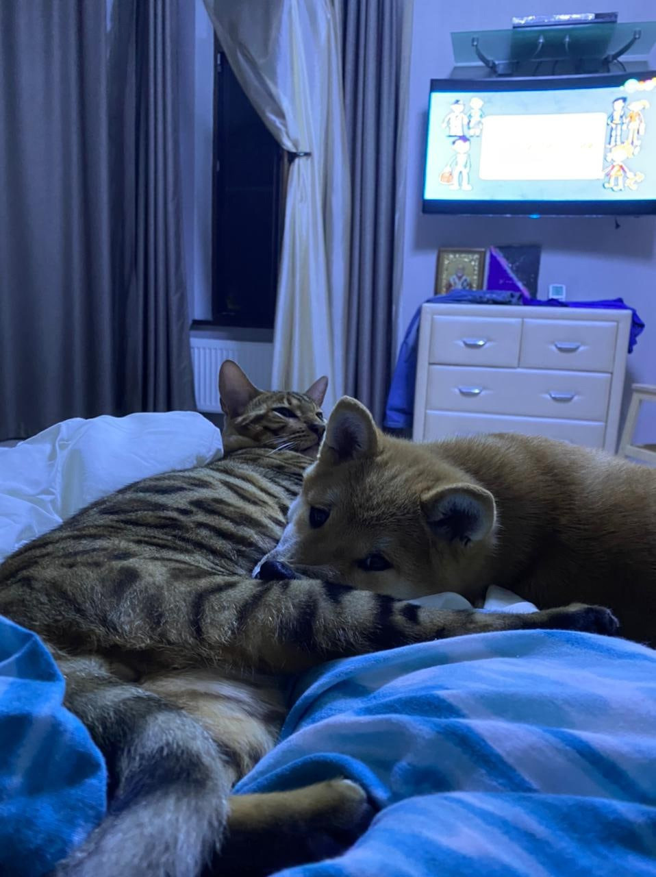 RUBYLIGHT Joker. AMERICAN AKITA RUBYLIGHT KENNEL I SHIBA-INU