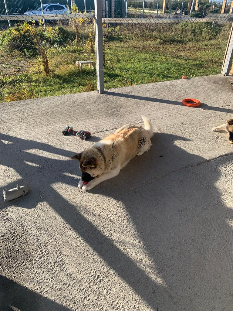 RUBYLIGHT GRACE  & RUBYLIGHT GLORIA. AMERICAN AKITA RUBYLIGHT KENNEL I SHIBA-INU