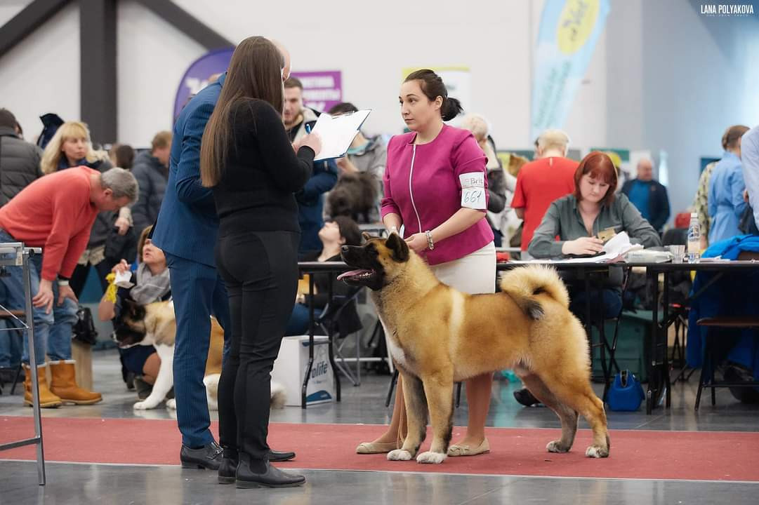 Отец помёта М — NATIVEBEAR LEGION MAN , Американская Акита Санкт-Петербург