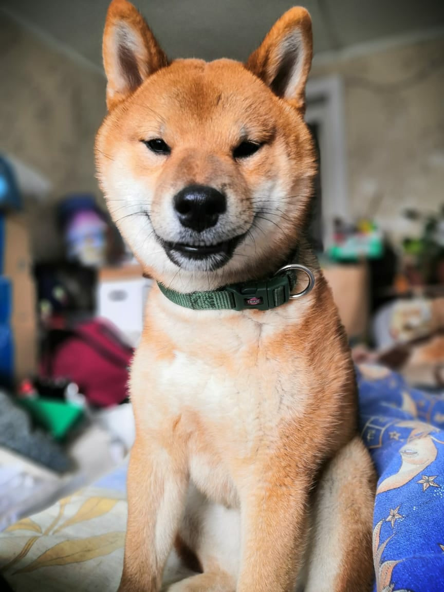 RUBYLIGHT DEXTER. AMERICAN AKITA RUBYLIGHT KENNEL I SHIBA-INU