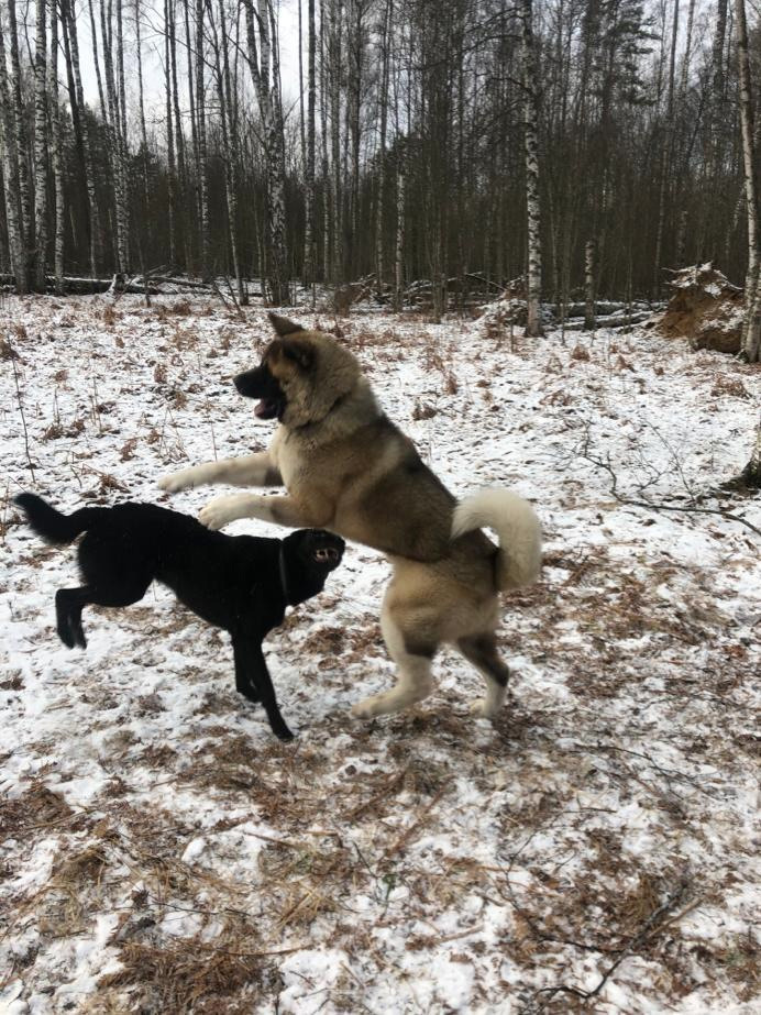 RUBYLIGHT BISHAMON * Тиль. AMERICAN AKITA RUBYLIGHT KENNEL I SHIBA-INU