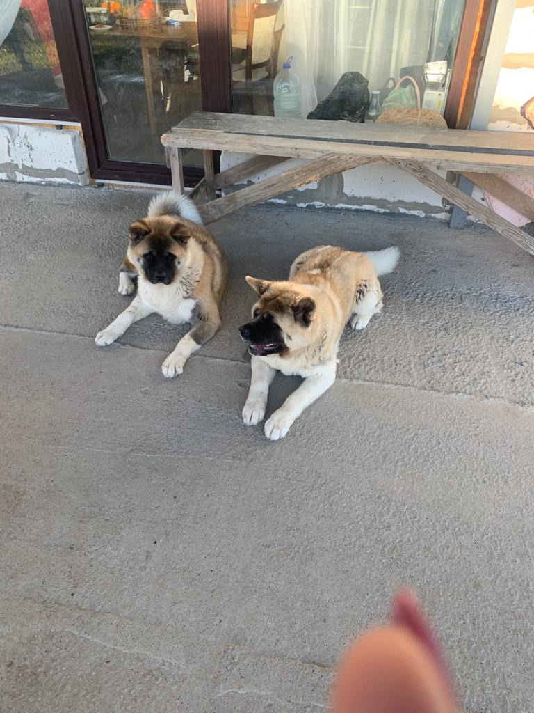 RUBYLIGHT GRACE  & RUBYLIGHT GLORIA. AMERICAN AKITA RUBYLIGHT KENNEL I SHIBA-INU