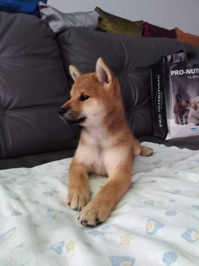 RUBYLIGHT DOLL * Долька (Отец: Хиро * HANDZIMEMESITE HIRO , Мать: Дэва * ZOLOTO PARTII DEVANA GODDESS OF HUNT) сиба