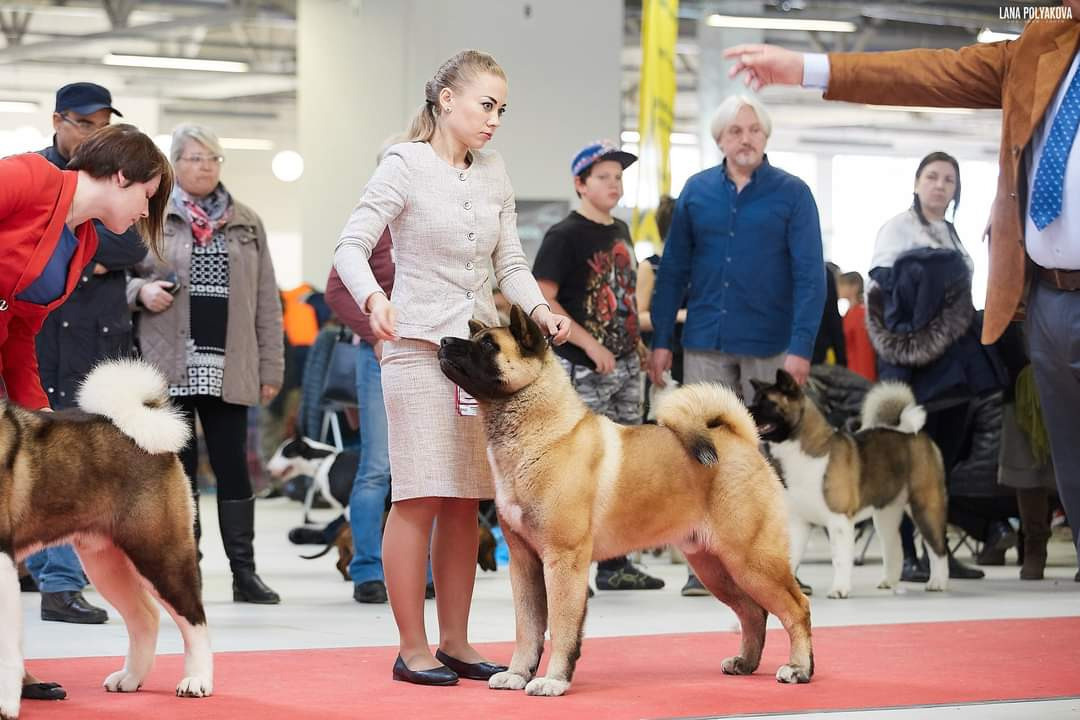 Отец помёта М — NATIVEBEAR LEGION MAN , Американская Акита Санкт-Петербург