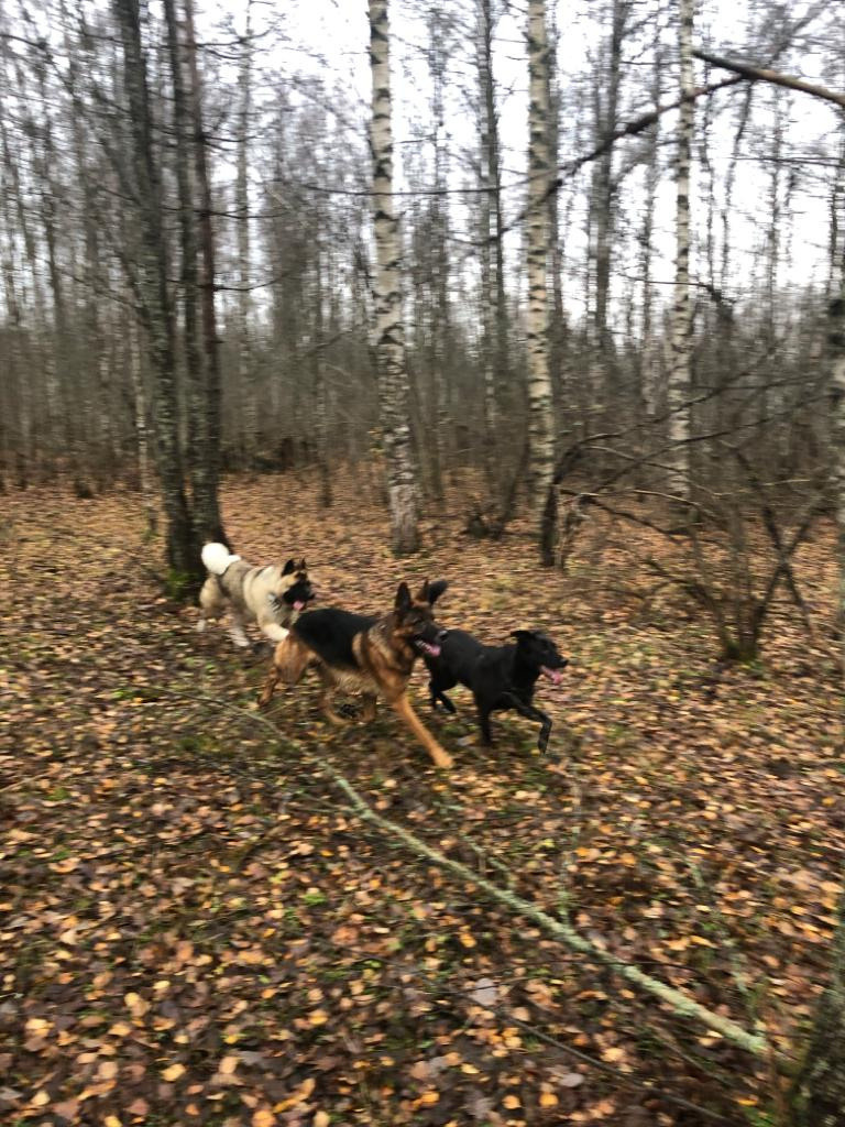 RUBYLIGHT BISHAMON * Тиль. AMERICAN AKITA RUBYLIGHT KENNEL I SHIBA-INU