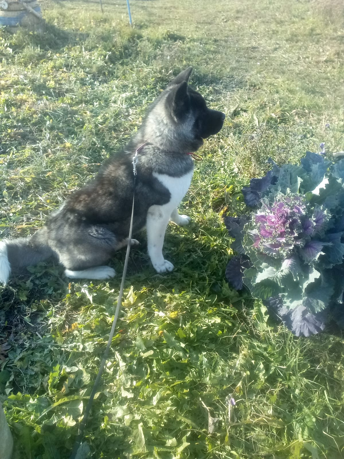 RUBYLIGHT GLAMUR * Глаша. AMERICAN AKITA RUBYLIGHT KENNEL I SHIBA-INU