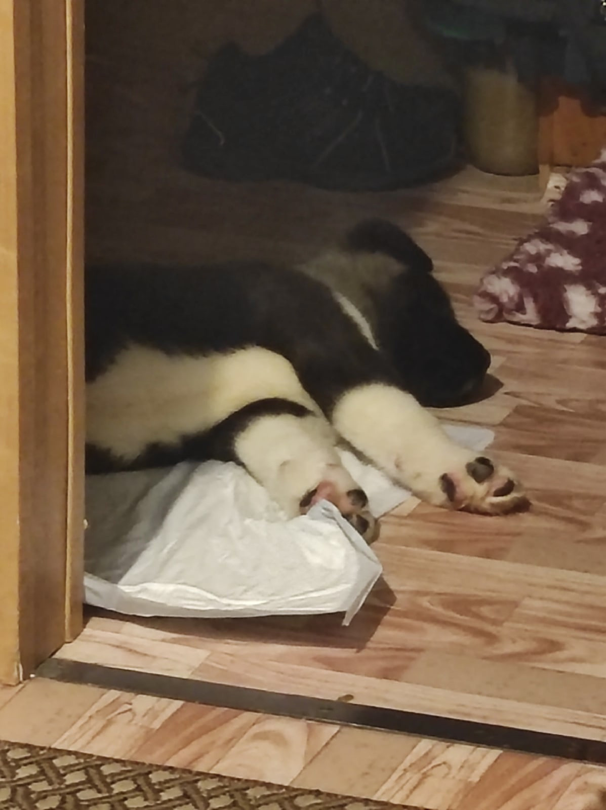 Rubylight Grom Американская акита питомник Рубилайт