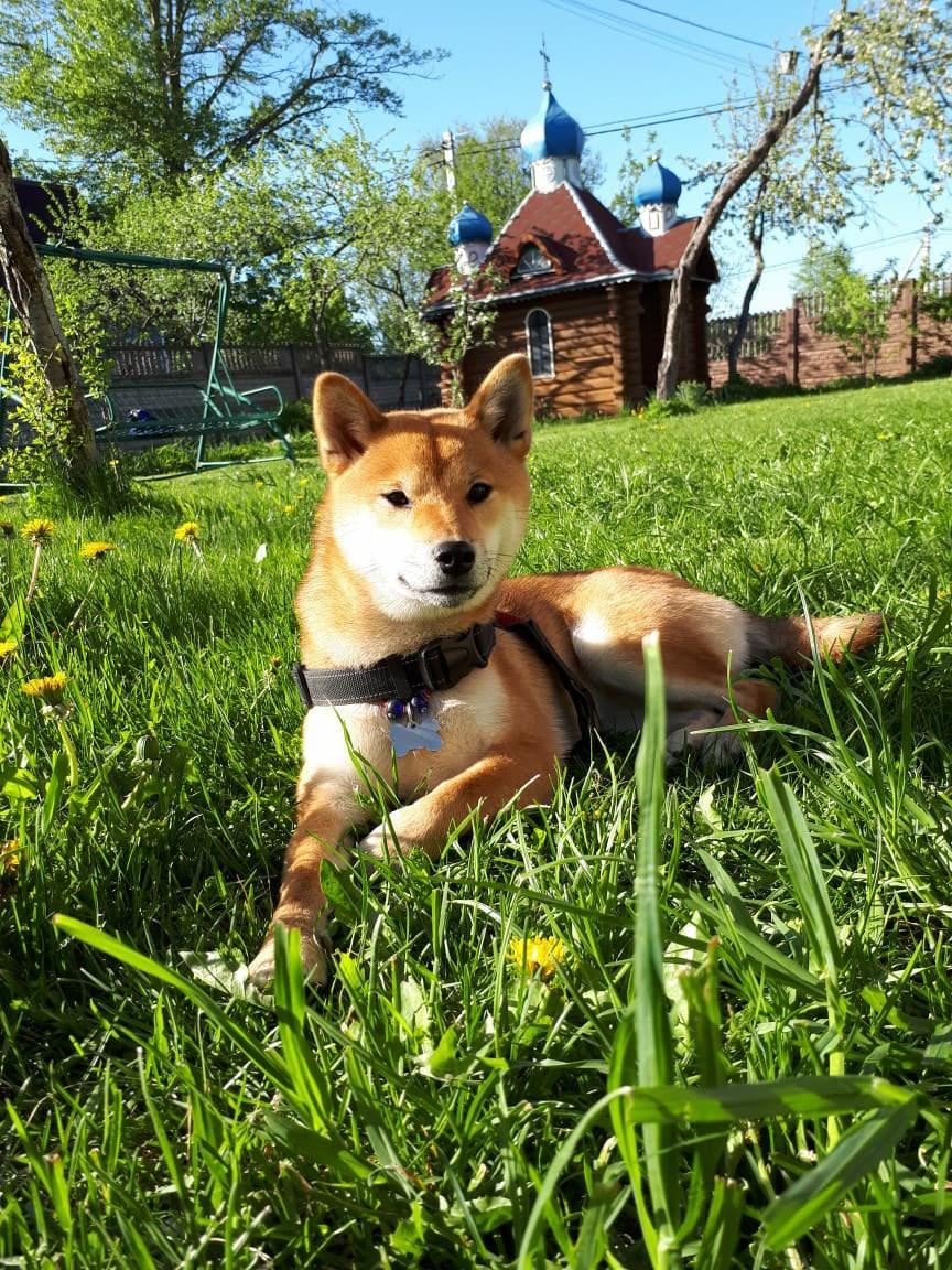 RUBYLIGHT DOLL * Долька (Отец: Хиро * HANDZIMEMESITE HIRO , Мать: Дэва * ZOLOTO PARTII DEVANA GODDESS OF HUNT) сиба