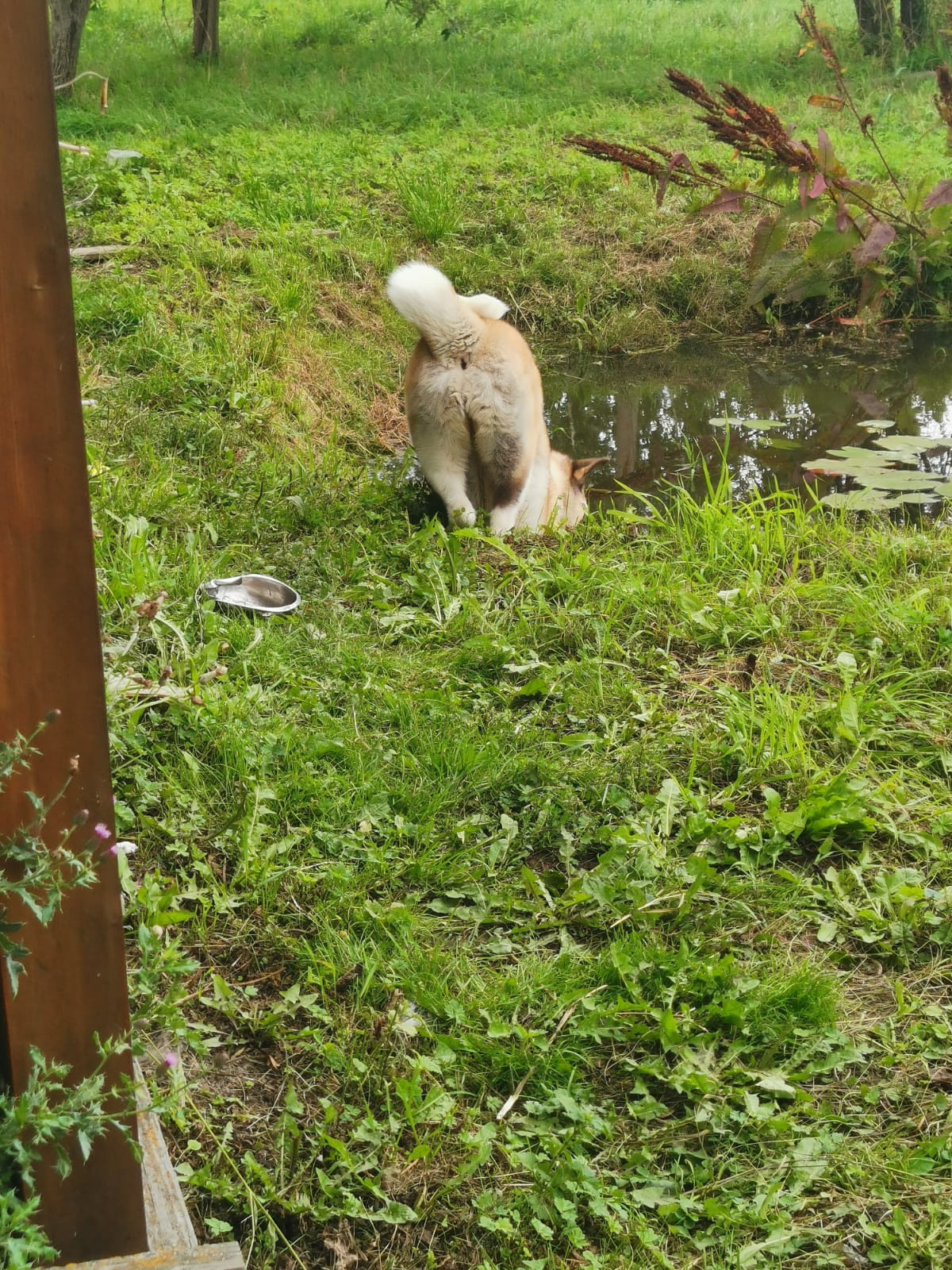 RUBYLIGHT GUCHI * Гуччи. AMERICAN AKITA RUBYLIGHT KENNEL I SHIBA-INU