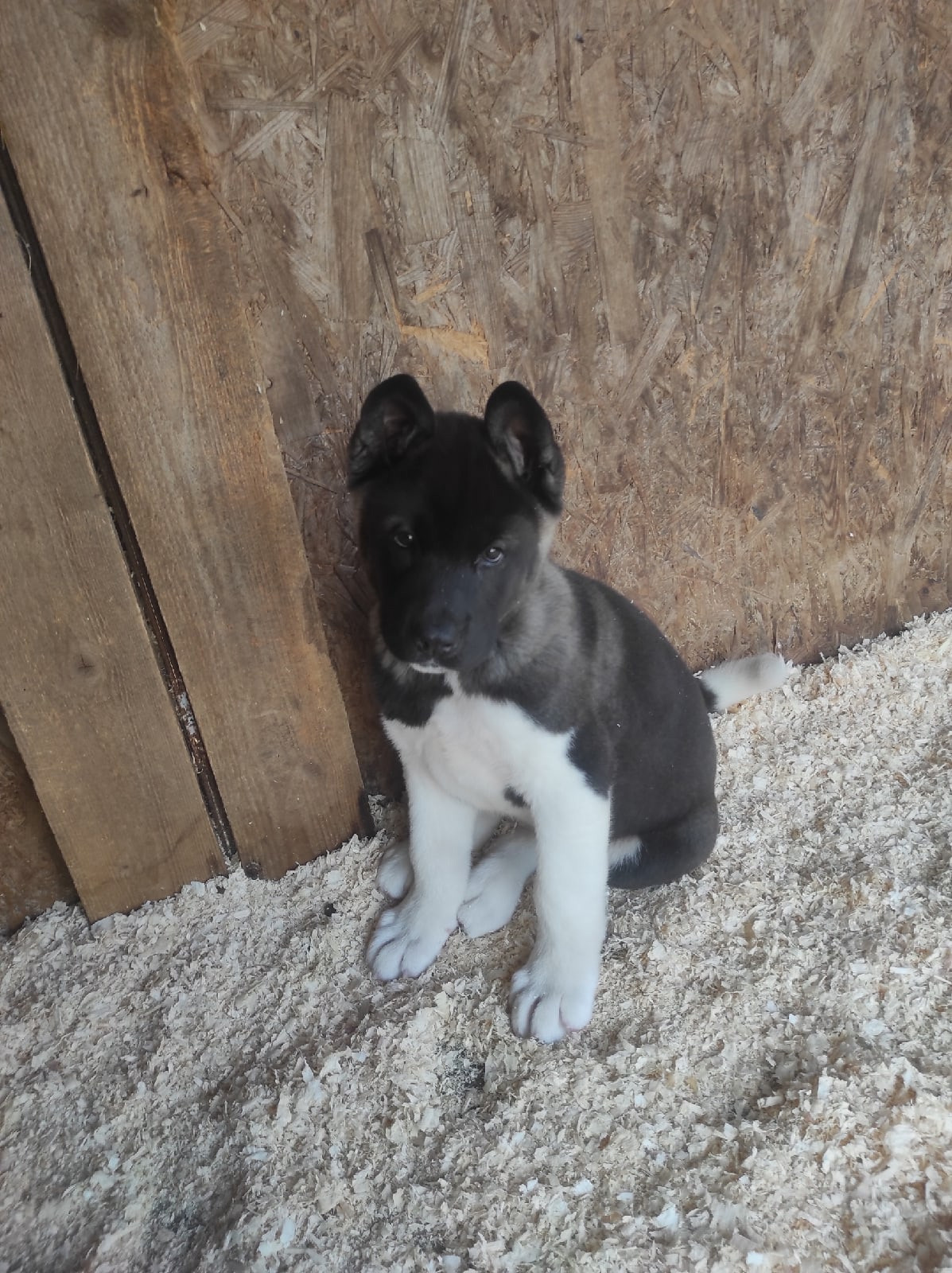 RUBYLIGHT Kamillus, дата рождения 09.06.2021Отец: Alter Real MercuryМать: Infinit Happy, Американская Акита RUBYLIGHT Санкт-Петербург