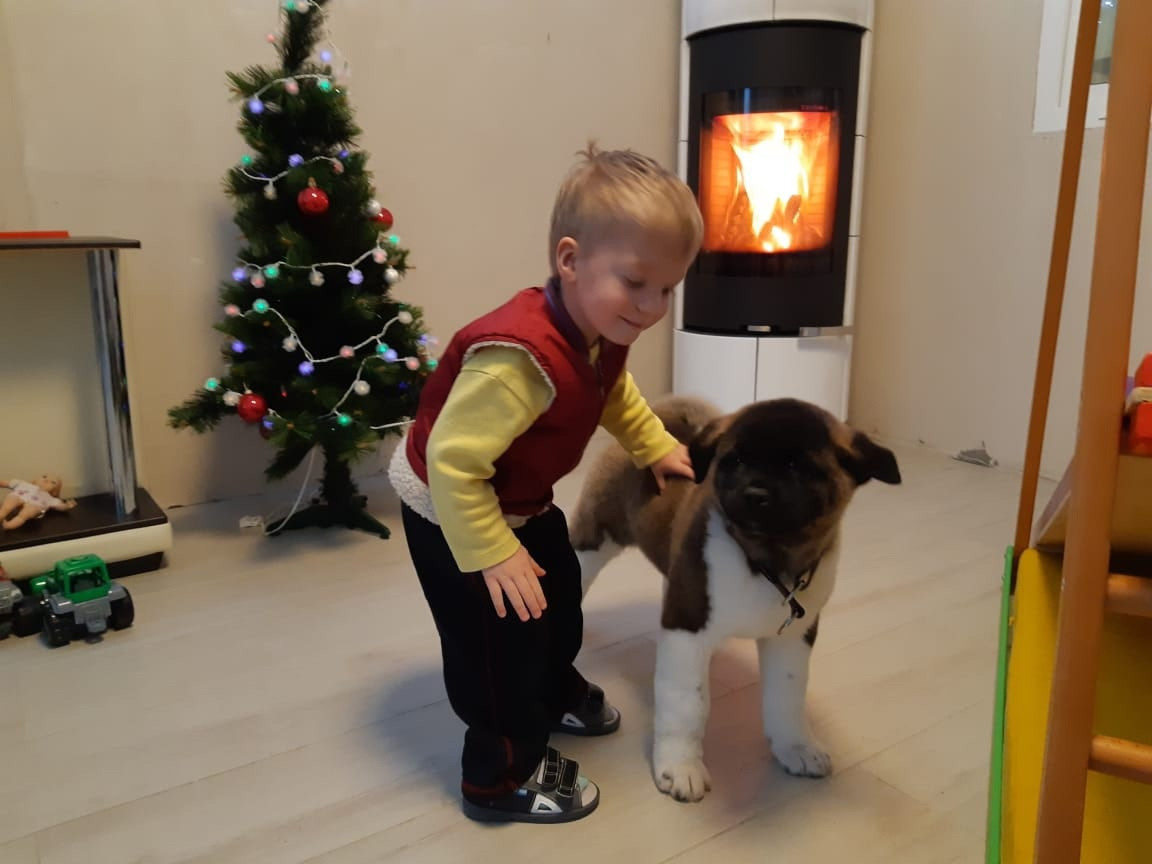 RUBYLIGHT GARRY * Гарри. AMERICAN AKITA RUBYLIGHT KENNEL I SHIBA-INU